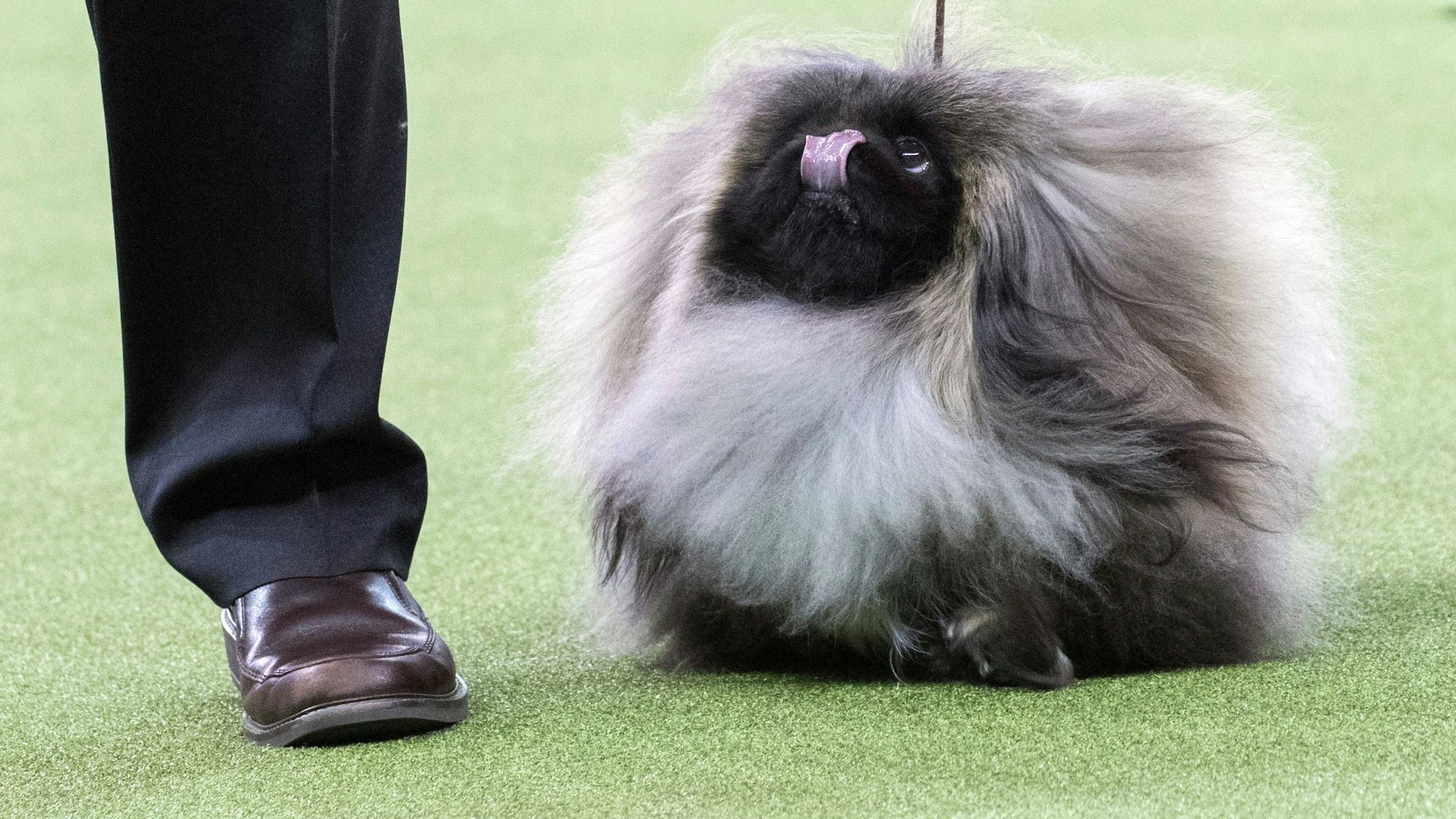 Ein Hund der Rasse Pekinse bei einer Hunde-Show.