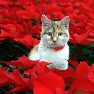 Eine Katze steht inmitten von Weihnachtssternen.