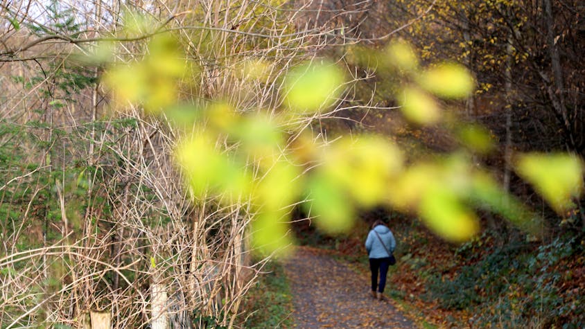 Eine Frau wandert über einen mit Blättern bedeckten Weg im winterlichen Wald.