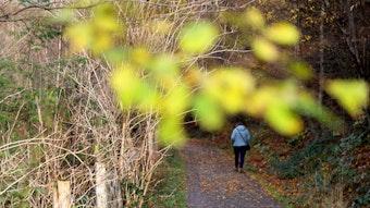 Eine Frau wandert über einen mit Blättern bedeckten Weg im winterlichen Wald.