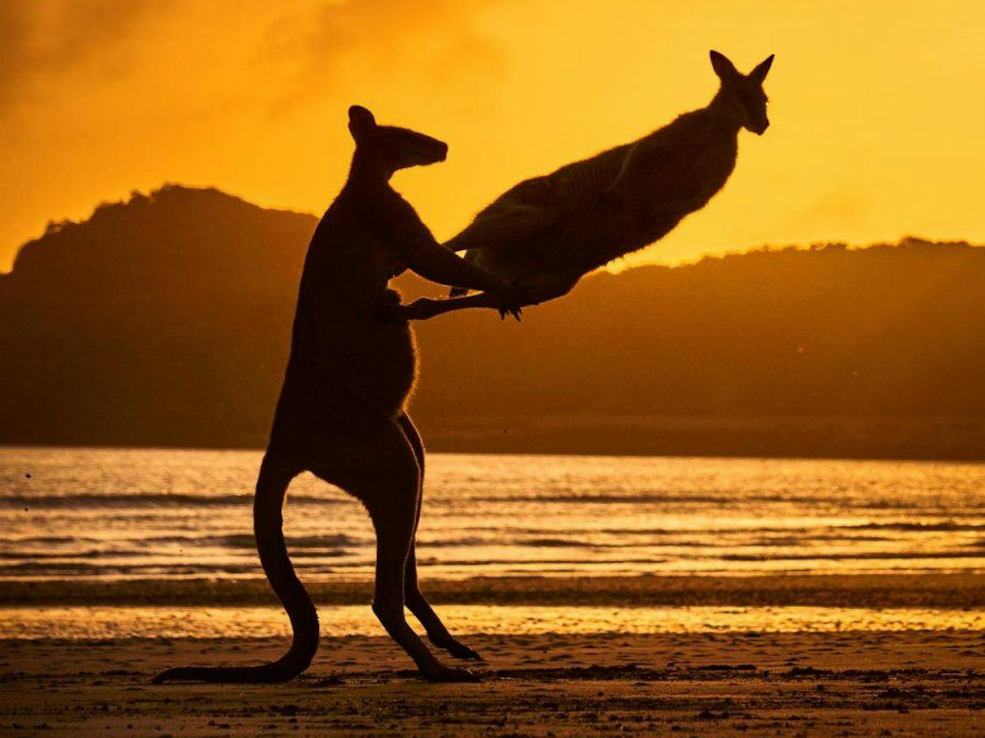 Spielende Kängurus in Australien bei Sonnenaufgang - fotografiert für den Comedy Wildlife Award