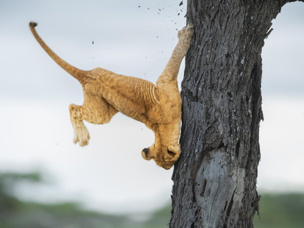 Siegerfoto The Comedy Wildlife Award 2022 zeigt einen Löwen, der aus einem Baum fällt.
