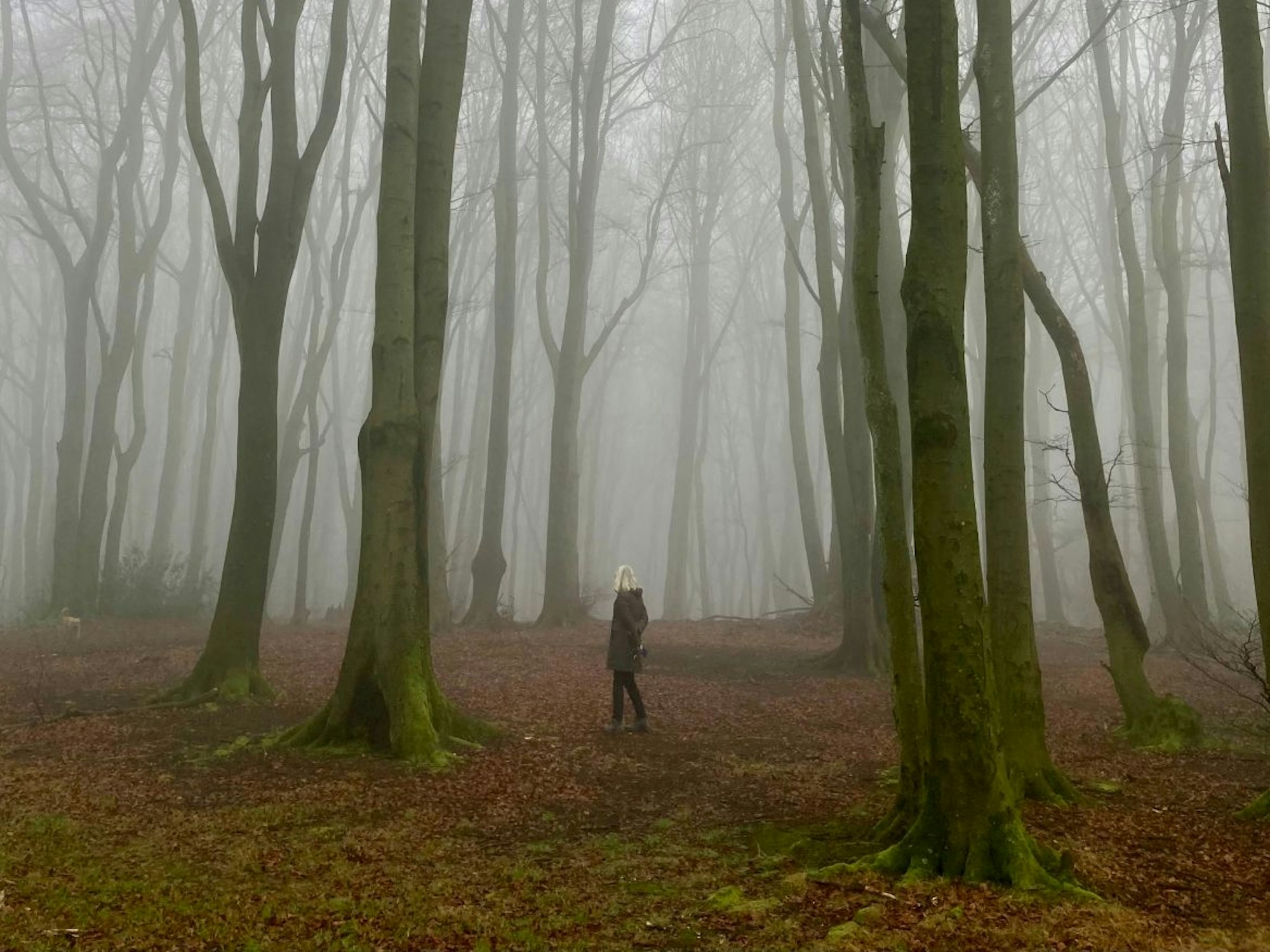Eine Frau steht im nebligen Wald inmitten von kahlen, riesigen Bäumen.