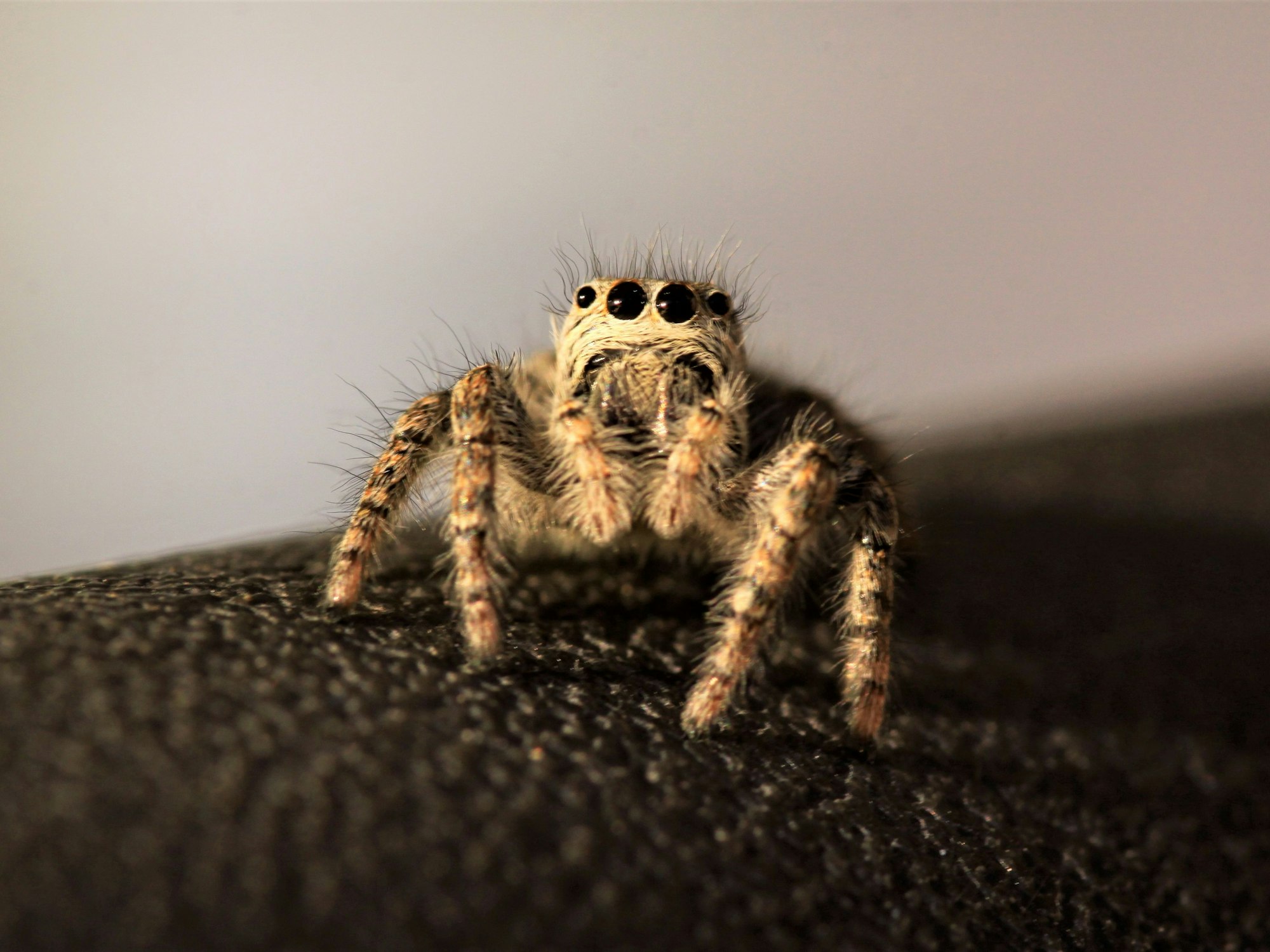 Nahaufnahme einer haarigen Spinne mit vier Augen.