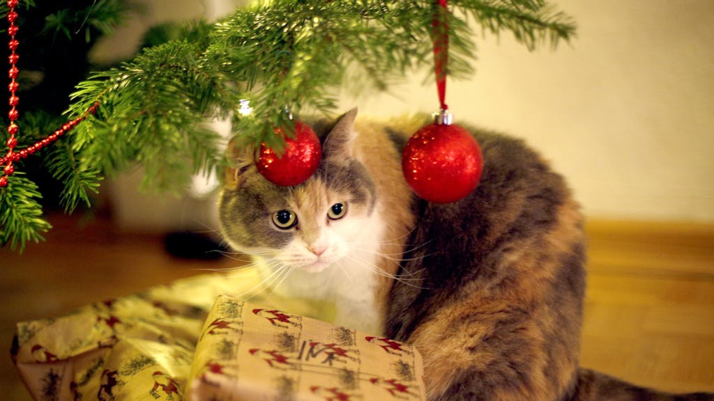 Eine Hauskatze sitzt unter einem geschmückten Weihnachtsbaum. Vor ihr liegen zwei Geschenke.