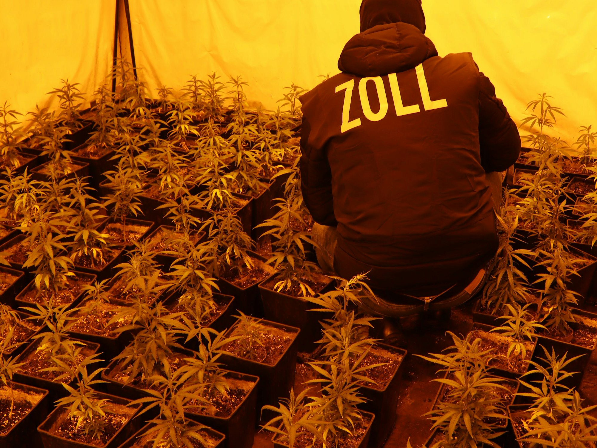Ein Zollbeamter hockt inmitten Cannabispflanzen.