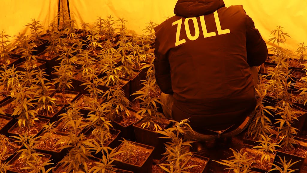 Ein Zollbeamter hockt inmitten Cannabispflanzen.&nbsp;