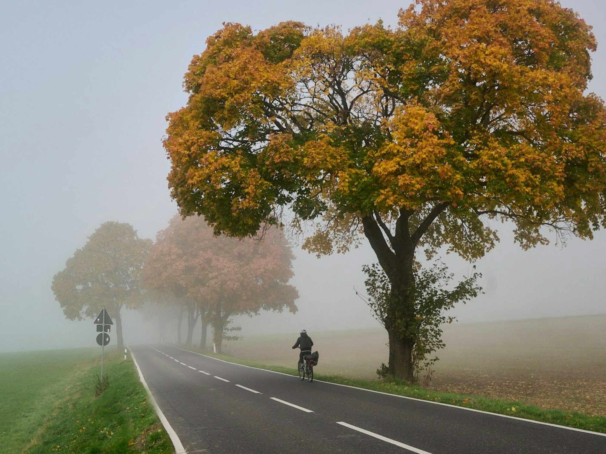 Ein Fahrradfahrer befährt eine Landstraße. Links ist eine Wiese zu sehen, rechts Bäume mit rot-braunen Blättern, die nach hinten im Nebel verschwinden.