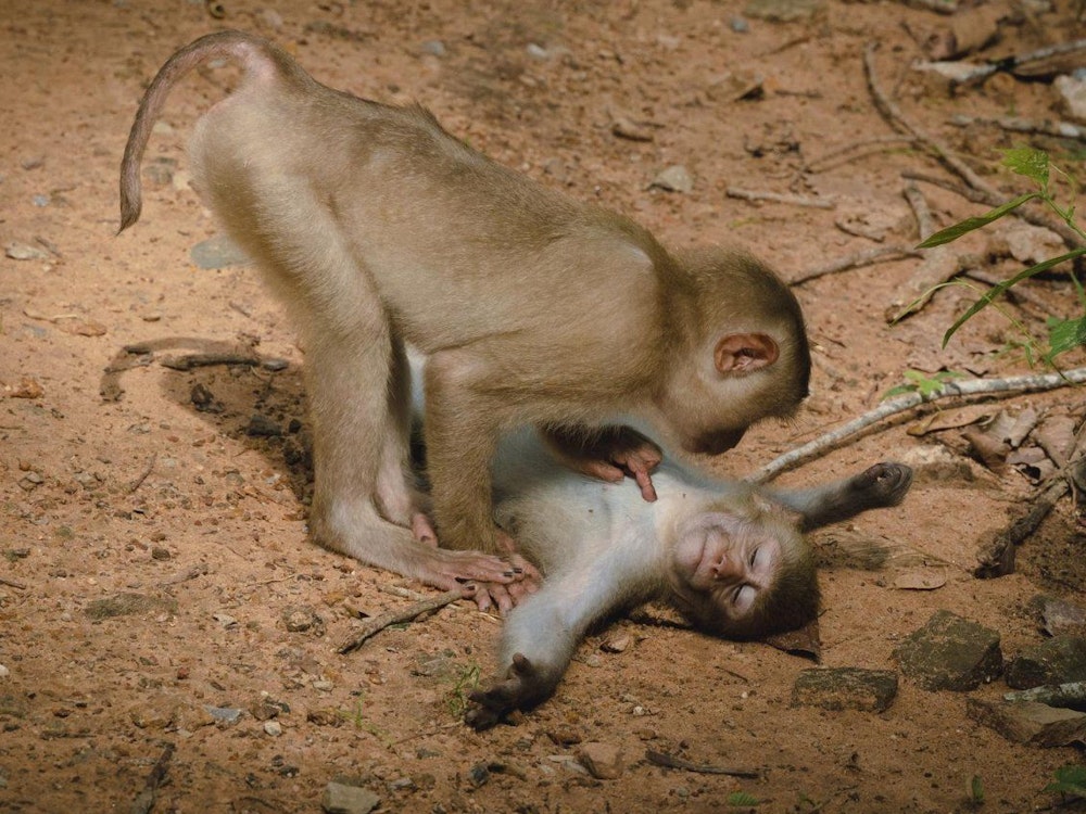 Zwei spielende Affen in Kambodscha, fotografiert für den Comedy Wildlife Award.