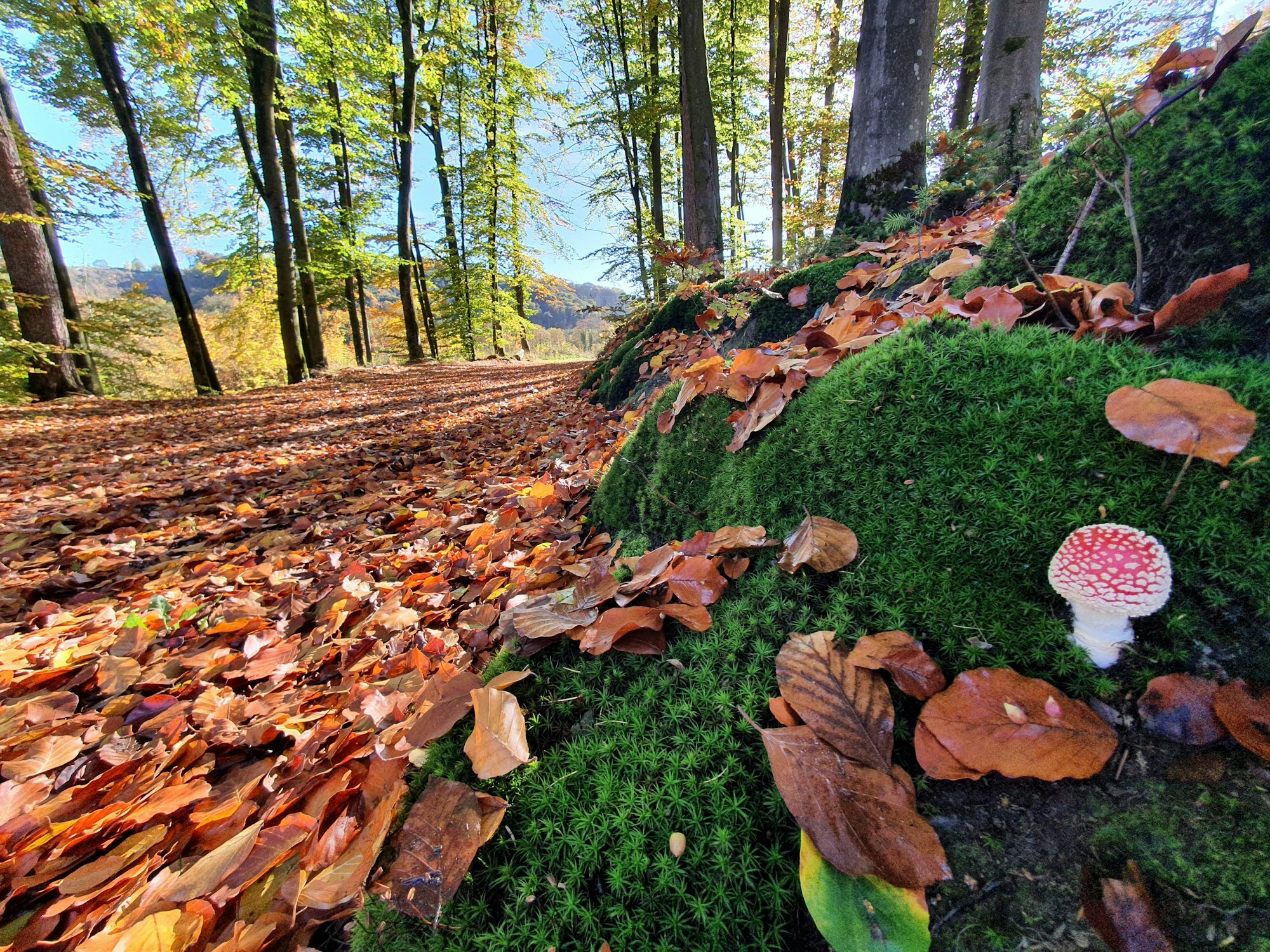Ein laubbedeckter Waldboden, rechts Pilze in einem Mosshang.