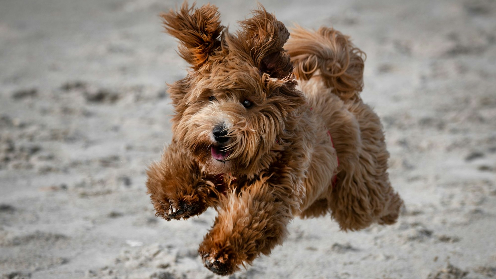 Ein Hund springt mit wehender Mähne über einen Sandstrand.