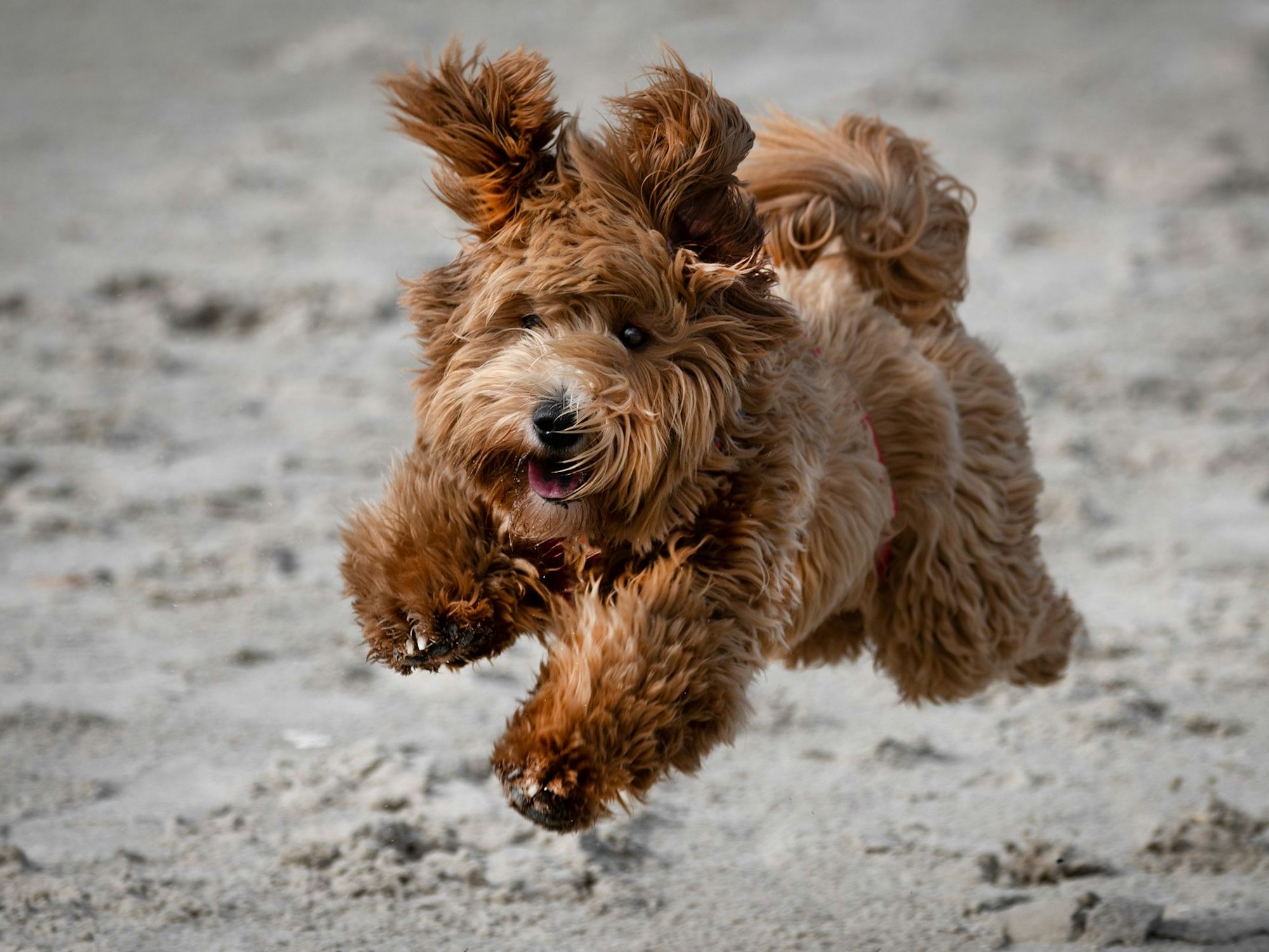 Ein brauner, zotteliger Hund springt auf Sand hoch.