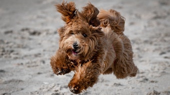 Ein Hund springt mit wehender Mähne über einen Sandstrand.