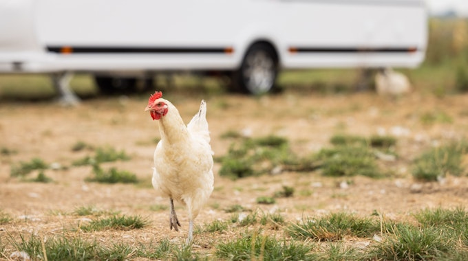 Ein Huhn sucht vor dem Caravan LMC Tandero 500E nach Futter bei einem Neuheitenfototermin der Reisemesse Caravan Salon auf dem Biohof Stautenhof.