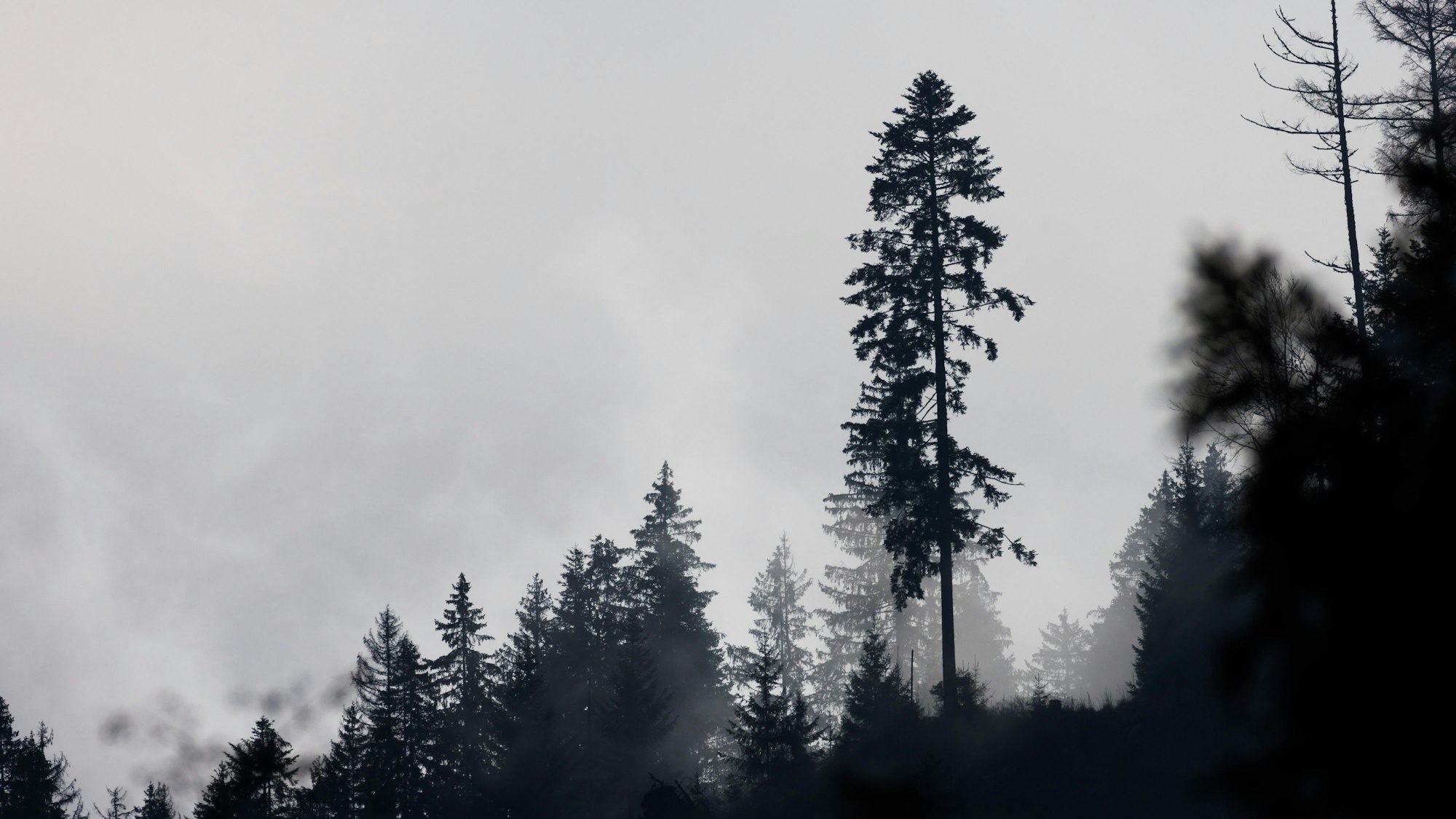 Die Silhouetten von Bäumen sind auf einem Bergrücken zu sehen, während im Hintergrund der Nebel steht.
