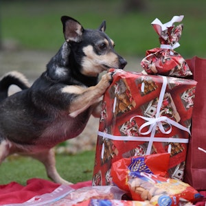 Ein Hund in einem Tierschutzverein entdeckt ein Weihnachtsgeschenk.
