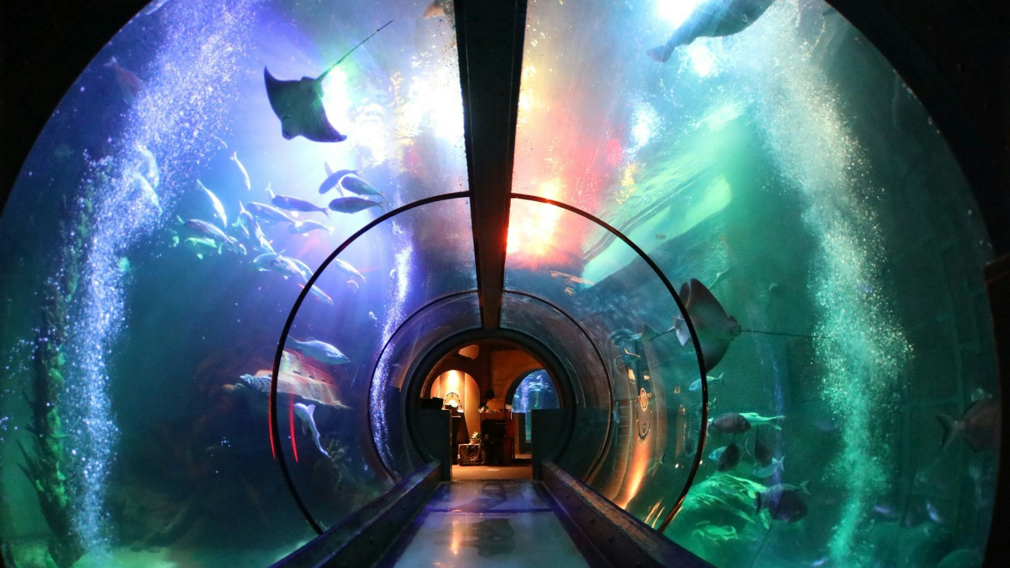 Ein Glastunnel führt durch das große Ozeanbecken, dessen Wasser blau und grün beleuchtet ist.