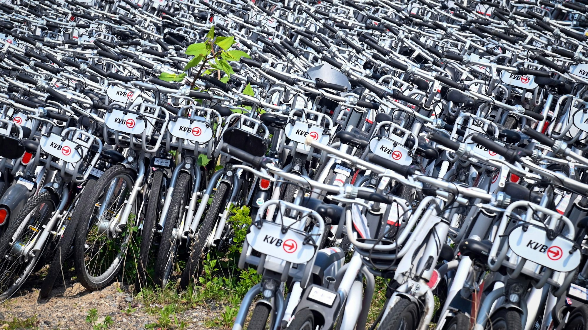Hunderte KVB-Fahrräder auf einem Gelände an der Vitalisstraße