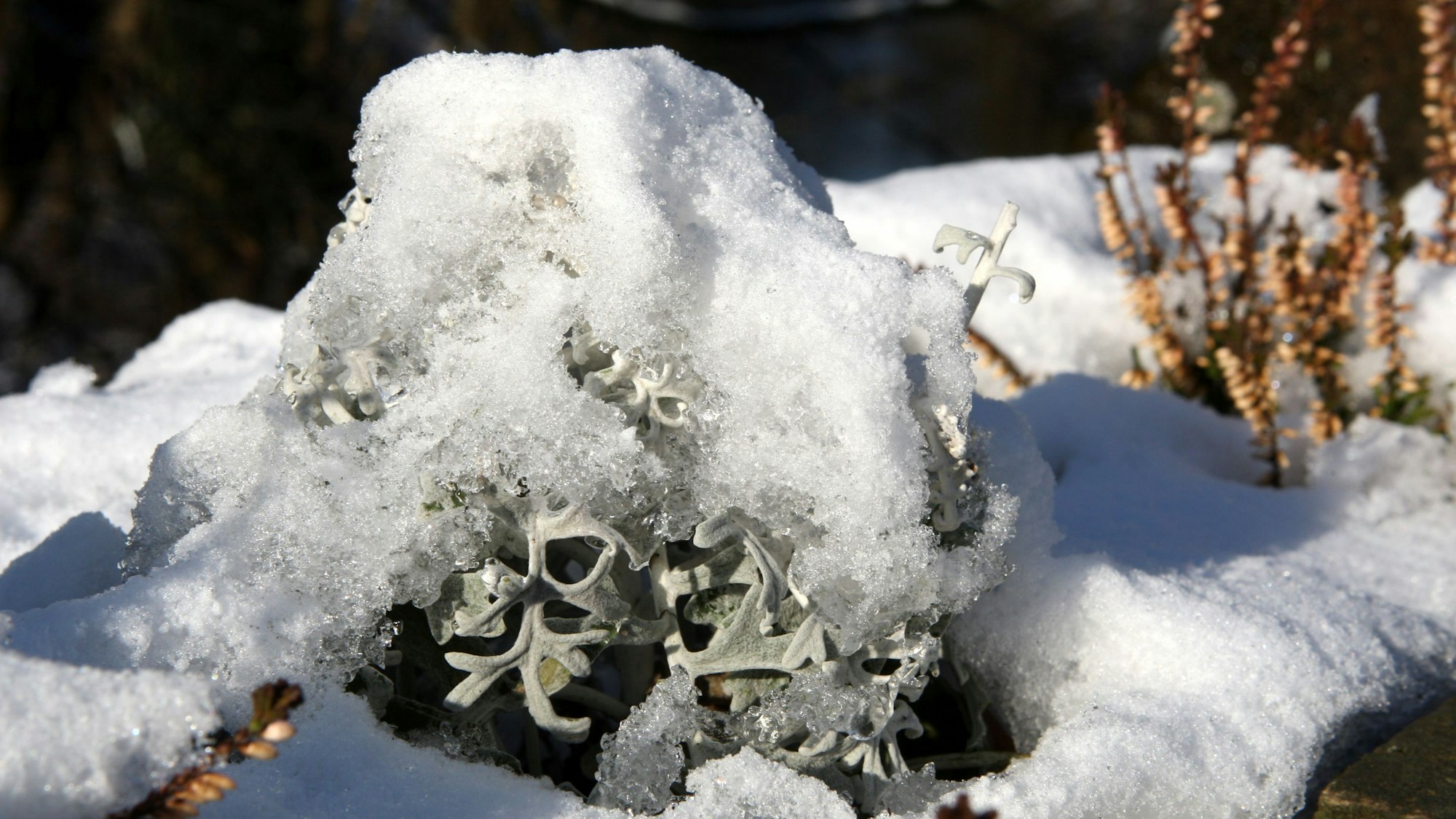 Schnee bedeckt Pflanzen in einem Beet.