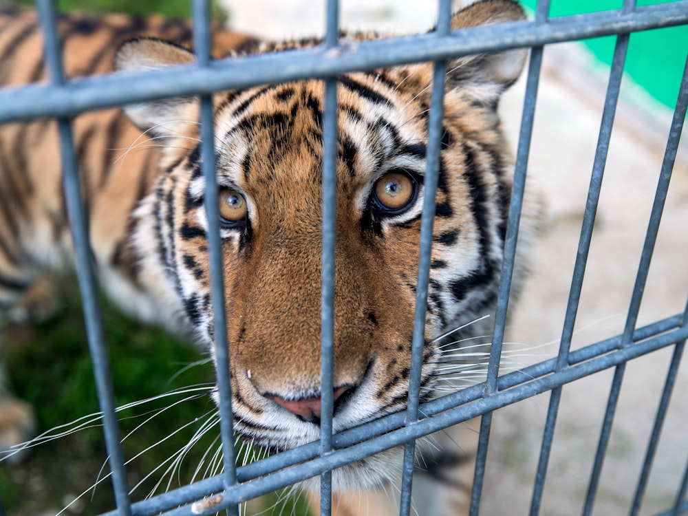 Ein Tiger in einem Käfig.
