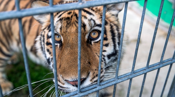 Ein Tiger in einem Käfig.
