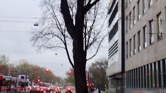 Vielbefahrene Aachener Straße mit der großen Linde in der Mitte.