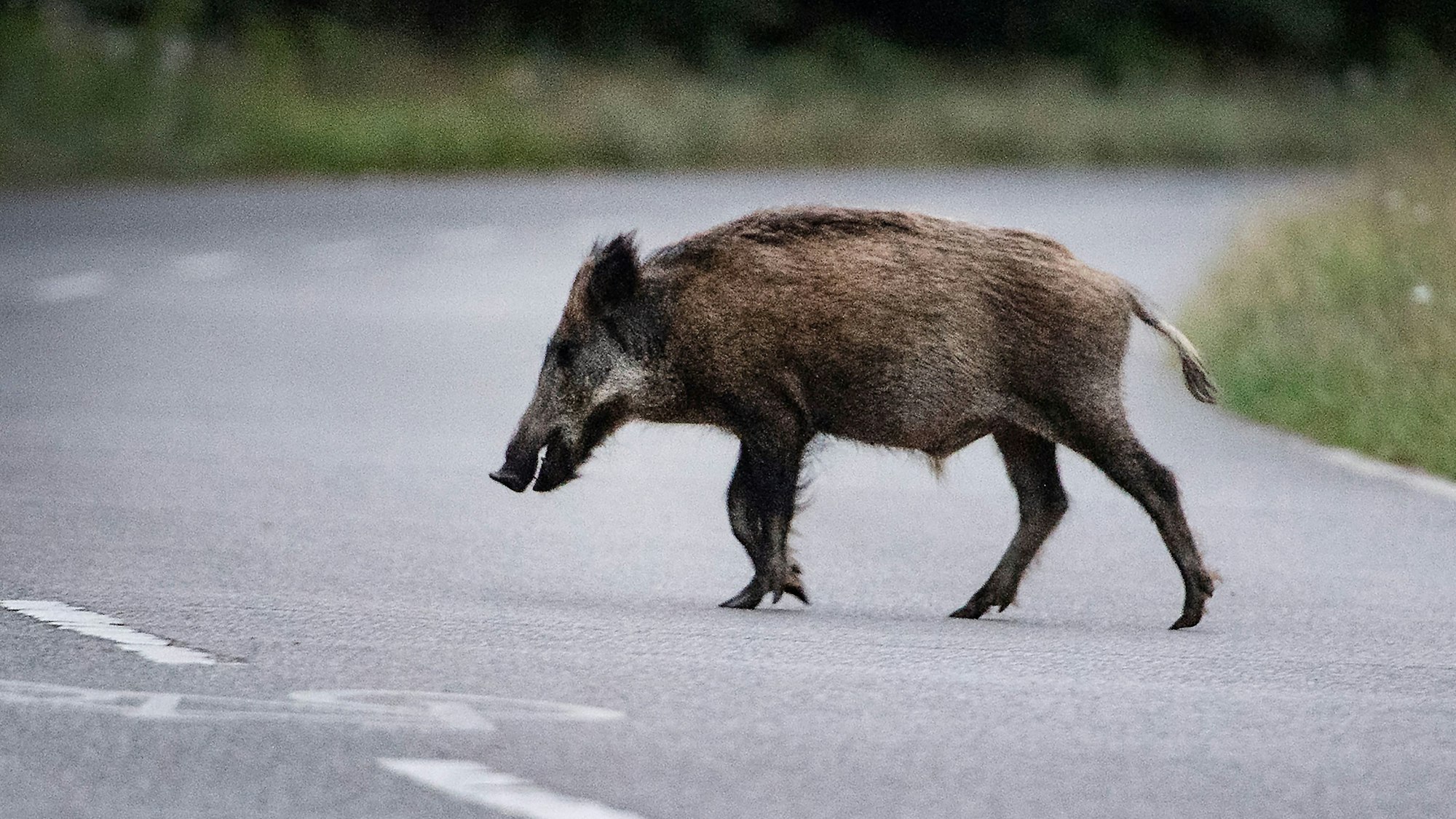 Ein Wildschwein läuft über eine asphaltierte Straße.