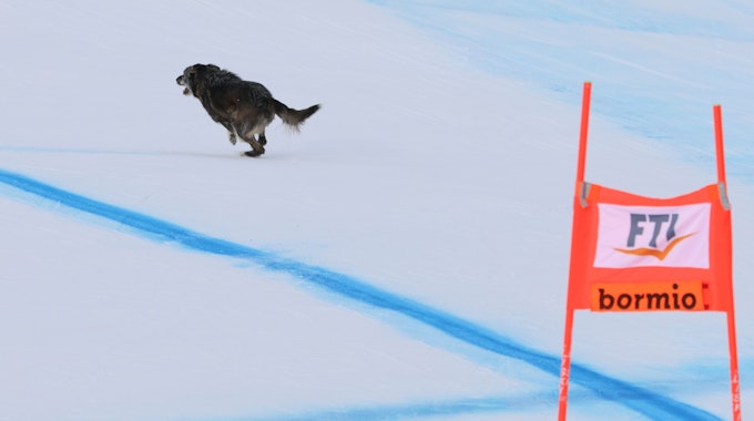 Ein Hund rennt während des Rennens über die Strecke.