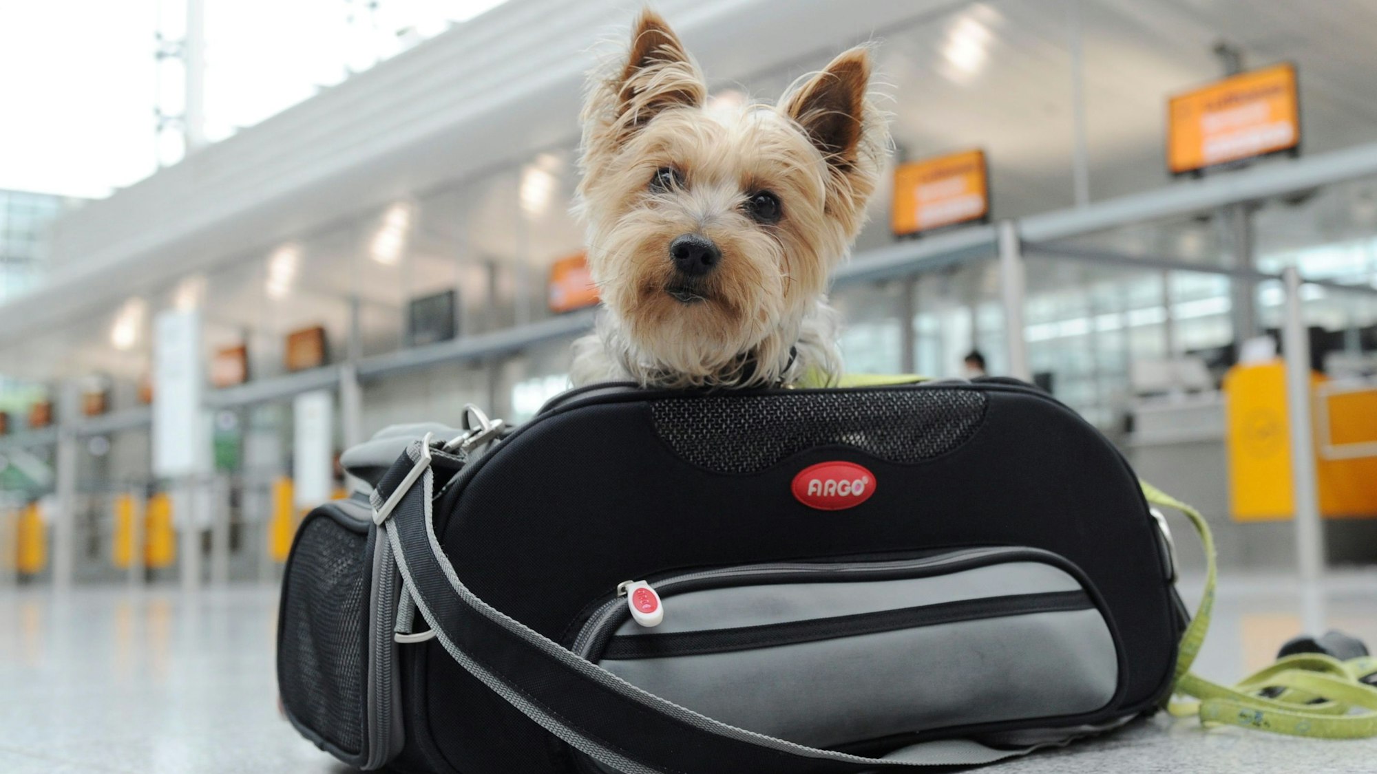 Ein ruhiges Plätzchen für stressgeplagte Hunde ist während des Jahreswechsels der Flughafen Köln/Bonn und die dortigen Hotels.
