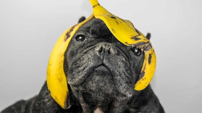 Eine Bulldogge hat eine Bananenschale auf dem Kopf.