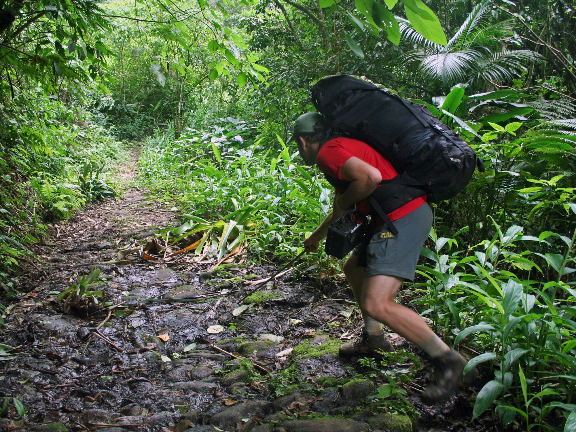 Auf dem alten Steinweg im Nationalpark Serra da Bocaina stoßen Wanderer immer wieder auf Schlangen. Das Symbolbild zeigt einen Wanderer im Nationalpark, der der São Paulo und Rio de Janeiro miteinander verbindet.