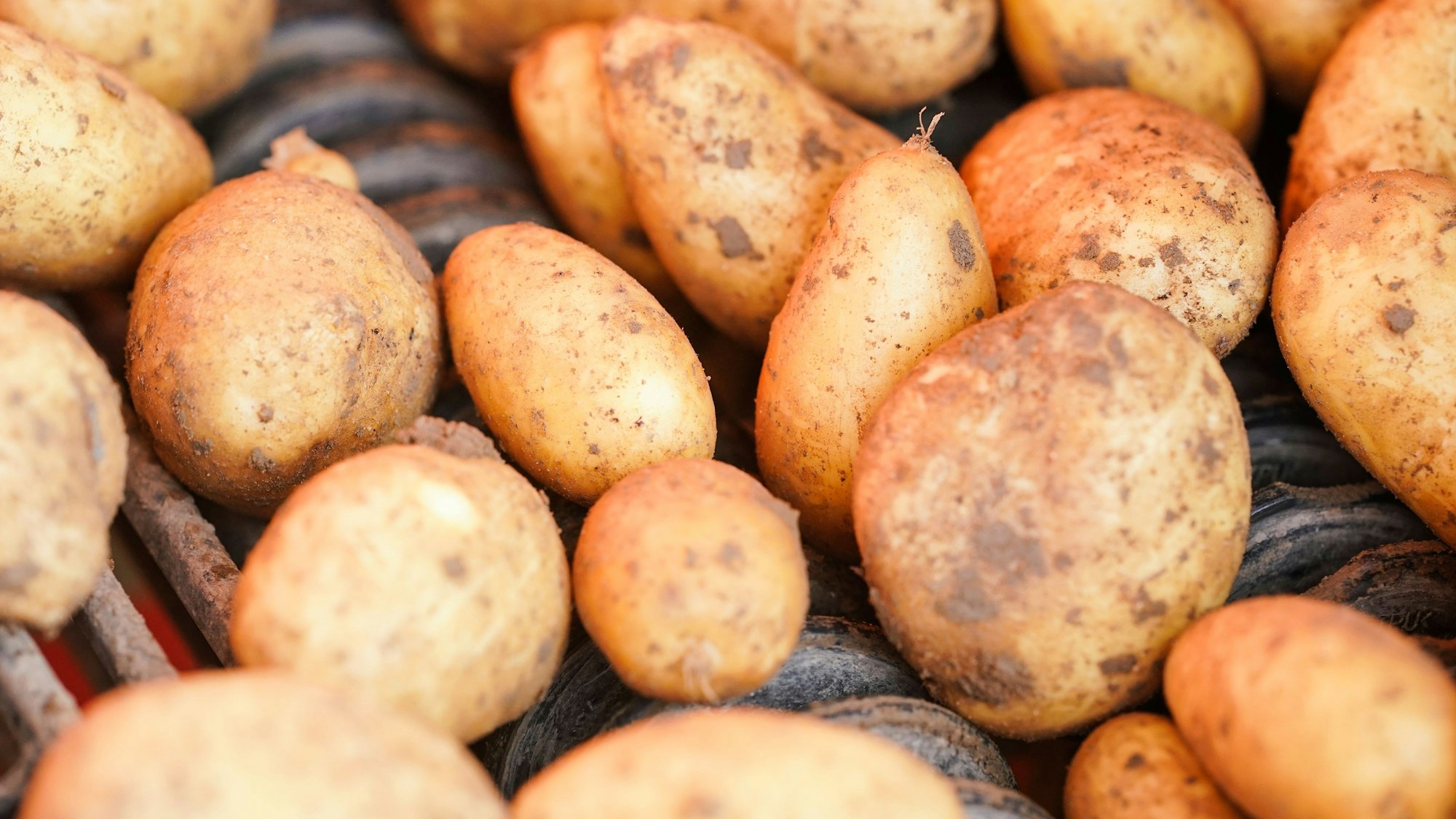 Kartoffeln liegen bei der Ernte auf einem Förderband.