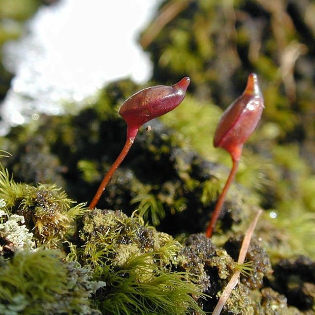 Nahaufnahme der roten Sporophyten, diean die Mütze eines Waldgeistes erinnern, daher der Name „Koboldmoos“ (Buxbaumia aphylla).