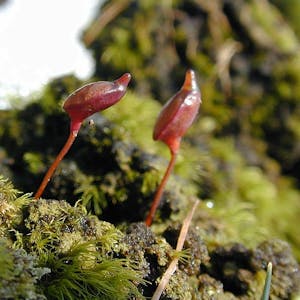 Nahaufnahme der roten Sporophyten, diean die Mütze eines Waldgeistes erinnern, daher der Name „Koboldmoos“ (Buxbaumia aphylla).