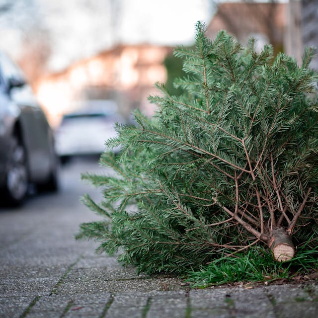 Ein Tannenbaum liegt an einer Straße. Die städtischen Wirtschaftsbetriebe beginnen mit der Abholung der abgeschmückten Weihnachtsbäume. +++ dpa-Bildfunk +++
