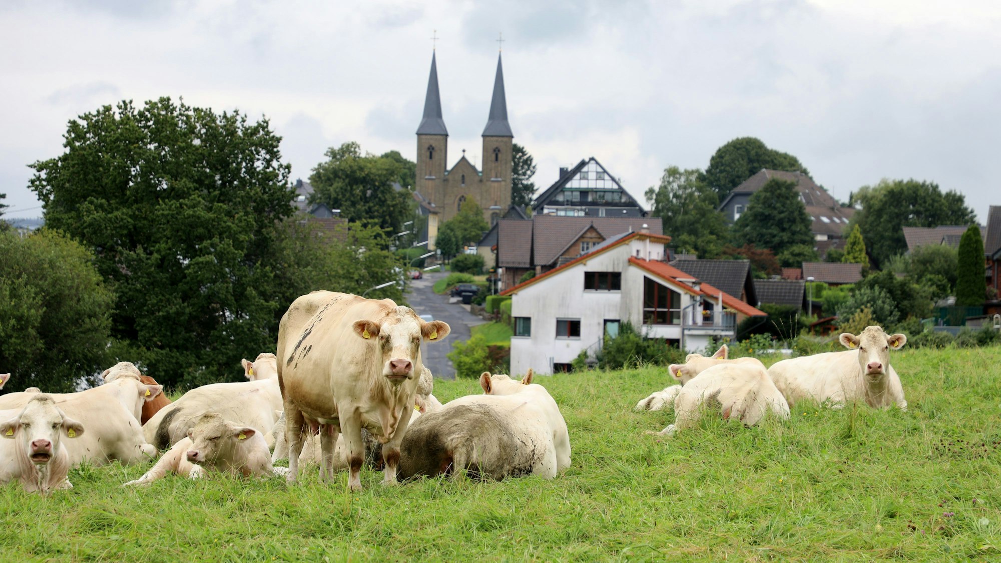 Rinder stehen auf einer Wiese am kleinen Heckberg in Overath.