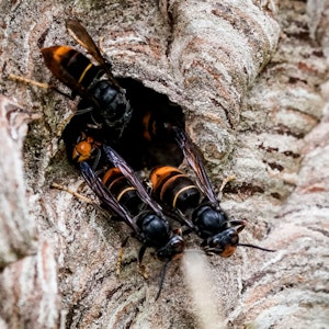 Asiatische Hornissen sammeln sich an einem Ausgang ihres Nestes