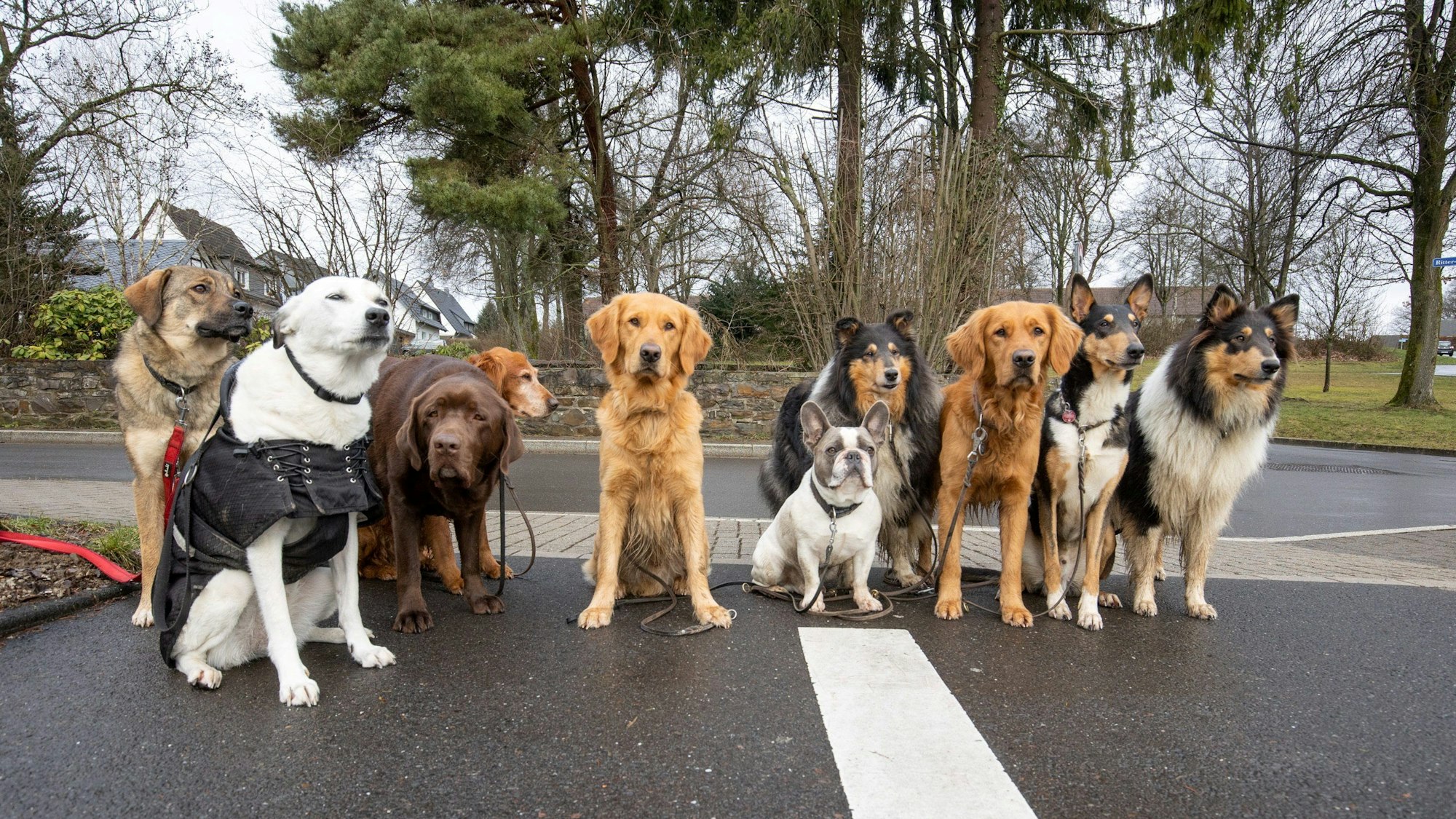 Ein Haufen Hunde unterschiedlicher Rassen sitzt auf einer Straße, alle sind super niedlich.
