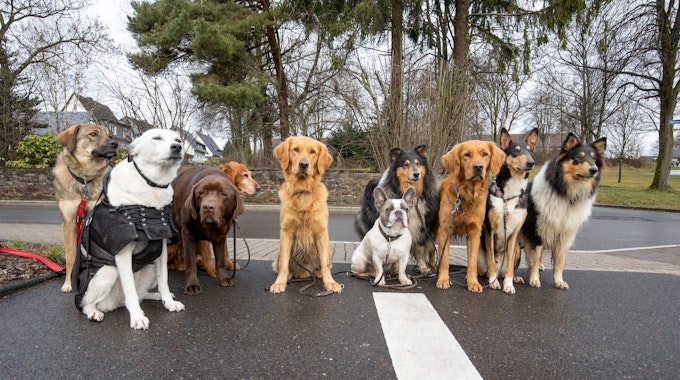Ein Haufen Hunde unterschiedlicher Rassen sitzt auf einer Straße, alle sind super niedlich.