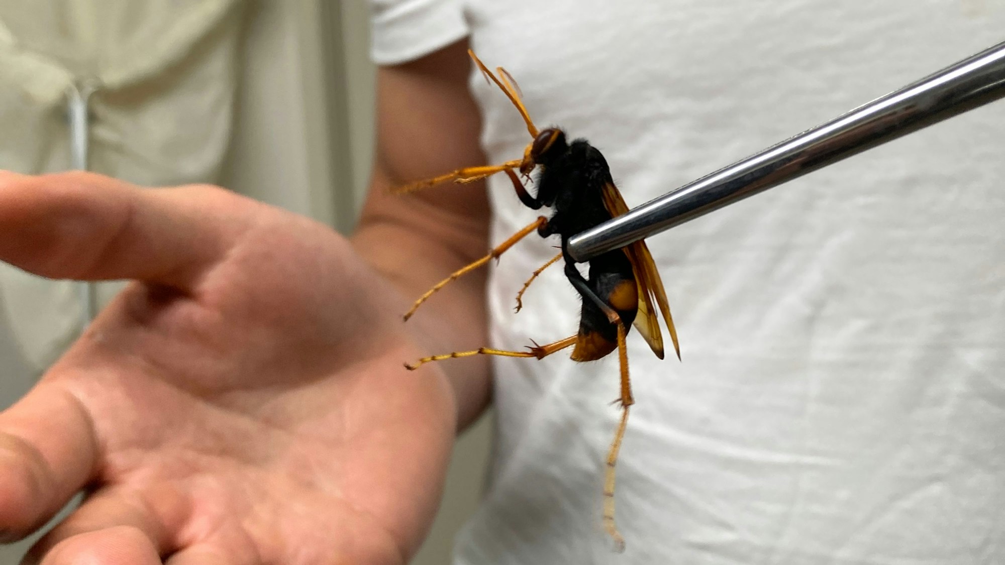 Eine Wespe wird mit einer Pinzette gehalten.