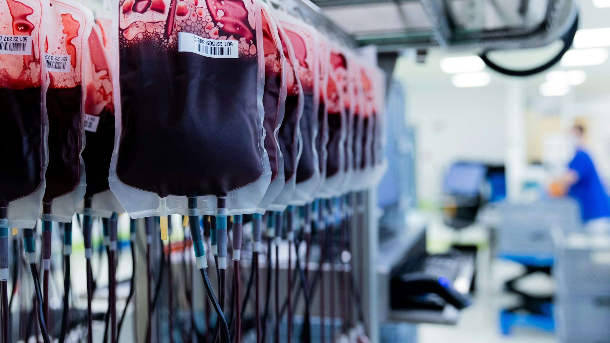 Eine Reihe von Kunststoffbeuteln mit Blut hängen an einer Maschine. Die Konserven werden im Zentrallabor des DRK-Blutspendedienstes für Krankenhäuser und Praxen gefiltert und aufbereitet.