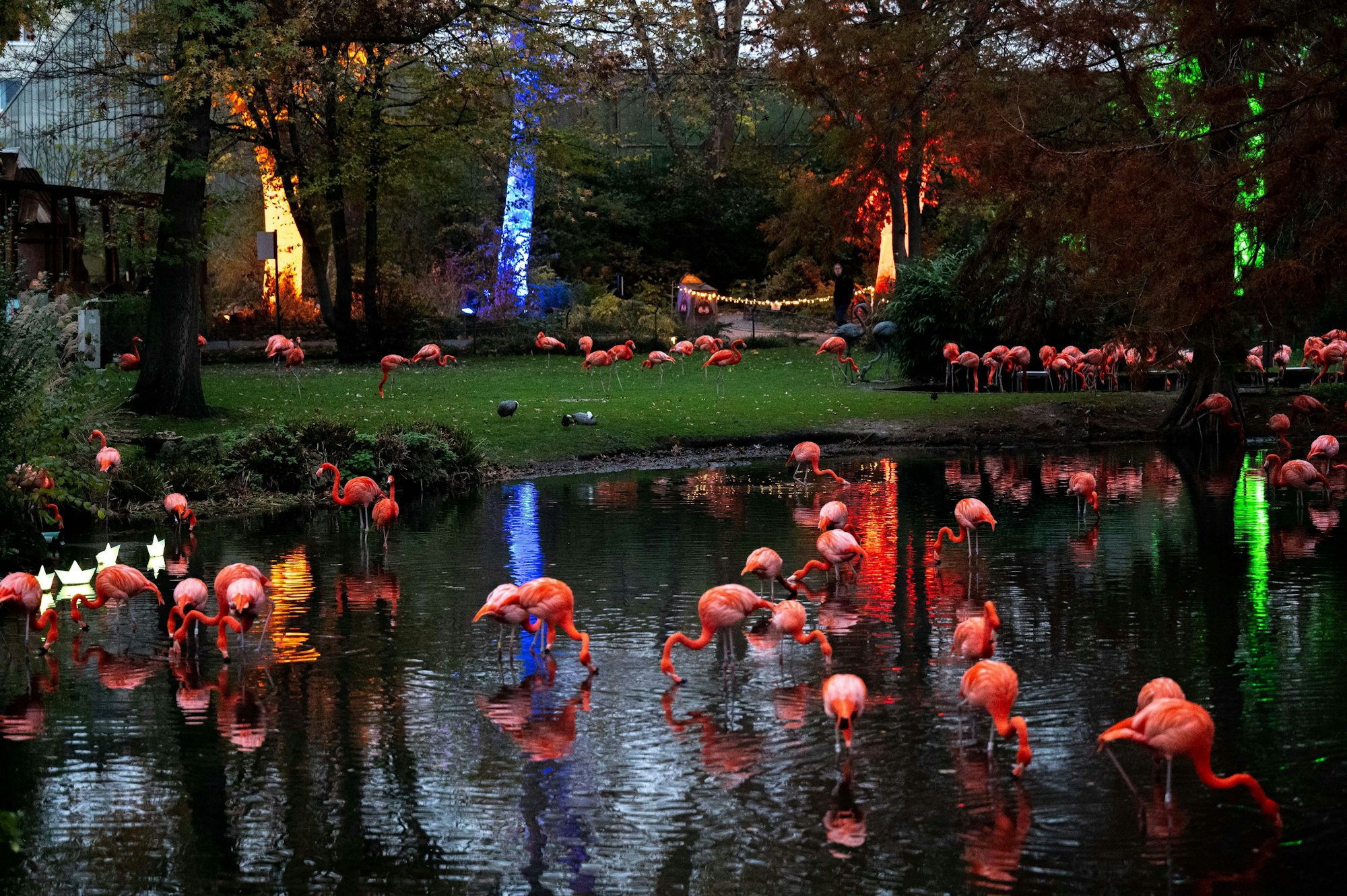 Beleuchtete Bäume, davor zahlreiche Flamingos