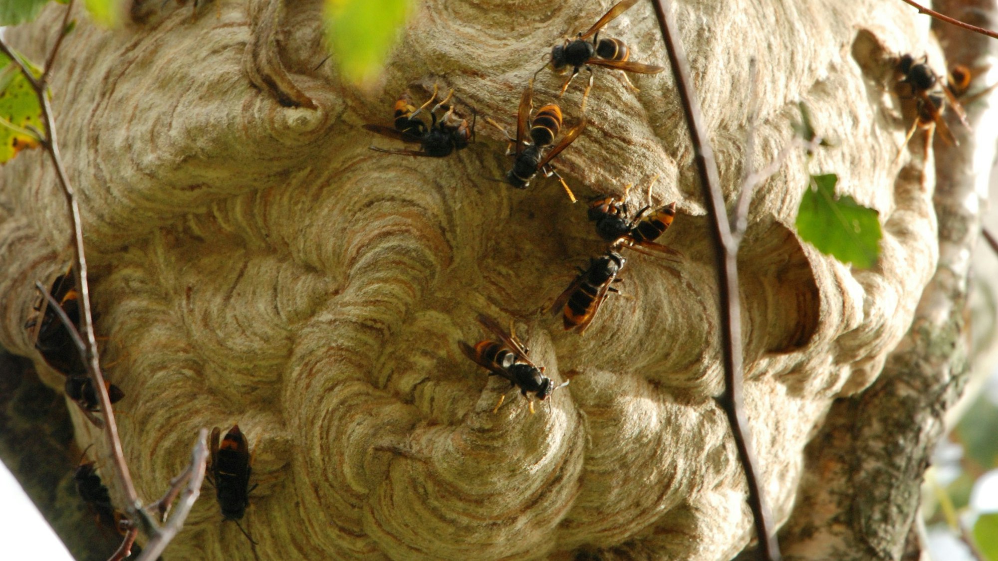 Ein Nest von asiatischen Hornissen oben am Stamm einer Birke.