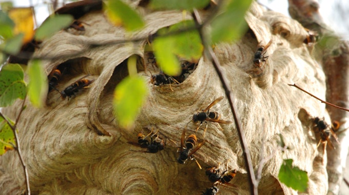 Ein Nest von asiatischen Hornissen oben am Stamm einer Birke.