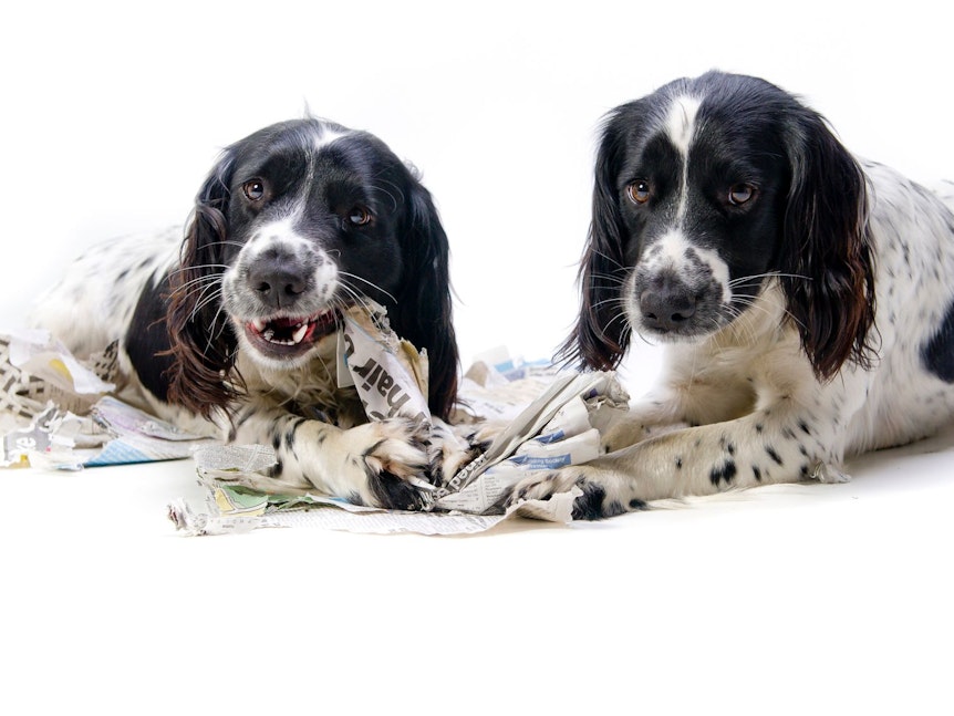 Zwei Hunde suchen Leckerlis, die in altem Zeitungspapier versteckt worden sind.