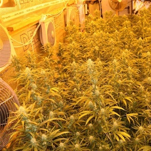 Cannabis-Pflanzen wachsen dicht an dicht in einer Plantage, an den Wänden hängen Ventilatoren, Schläuche und Kabel. Das Licht ist gelb.