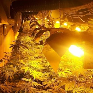 Eine Cannabis-Plantage wird beleuchtet.