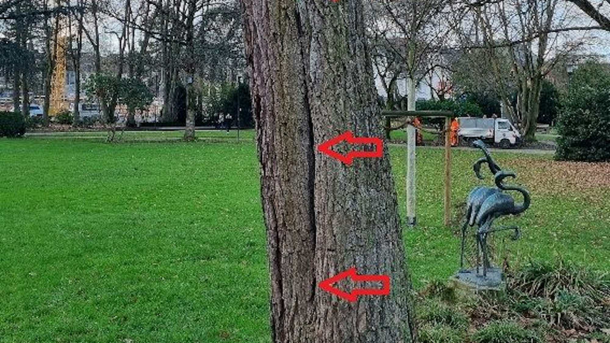 Die roten Pfeile an einem Bild des Trompetenbaums im Stadtparks markieren den senkrechten Drehriss.