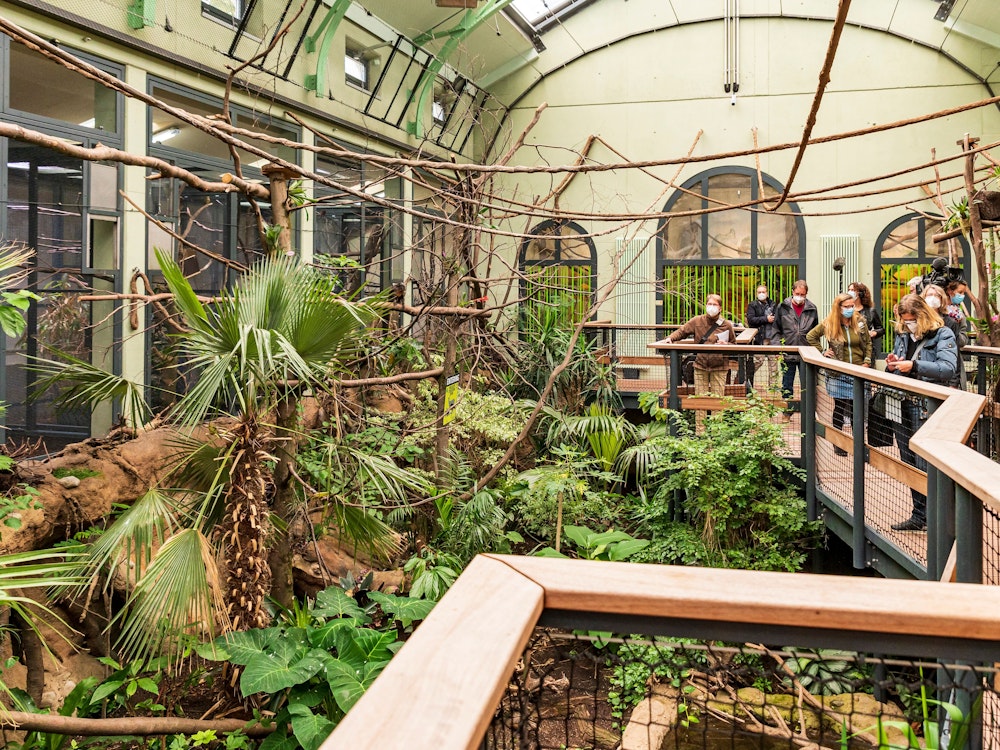 Blick ins Arnulf-und-Elizabeth-Reichert-Haus im Kölner Zoo. Ein dort lebendes Faultier ist nach 13 Tagen verstorben.