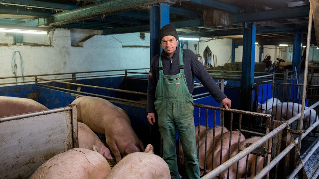 Landwirt Martin Kleinschmidt steht in einem Stall mit Schweinen.&nbsp;